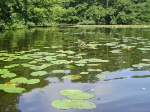 Een prachtige veenplas